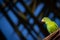 Green parakeet perched on dry palm leaves.