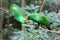Green parakeets