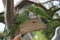 Green parakeets eating together at a bird feeder in Miami Florida