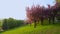 Green park and charming cherry blossoms in morning spring sunlight