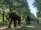 The Green Park exhibition of elephants as a cry for help for the environment and animals