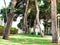 Green park. Green trees in park. Sky and sunny day at the park.The park with bunches made of wood and sidewalk.