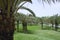 Green Park with Palms in Riyadh, Saudi Arabia