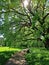 Green park scenery during a beautiful sunny day with lush vegetation of trees and grass. City parks for relaxation and enjoyment.