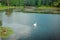 Green park with a wide lake with swans and a dense forest