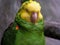 Green parrot