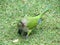 Green parrot