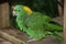 Green Parrot