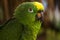 Green Parrot