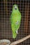 Green parrot