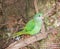 Green Parrot: Australian Fauna