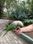 A green parrot in the Aviary of Karanji Lake Park, Mysore