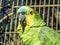 Green parrot bird