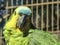 Green parrot bird