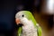 Green parrot bird