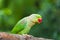 Green Parrot Bird