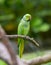 Green parrot bird