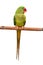 Green parrot bird