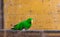 The green parrot bird latin name Eclectus roratus polychloros on the wood desk. Colorful bird living in Australia or Papua New