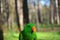 Green parrot. Birds near You