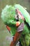 A green parrot is biting its feathers