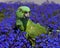 Green Parrot on blue flowers Lobelia