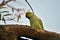 Green parrot on branch of neem tree