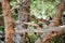 Green parrot Budgerigar sits on tree branch