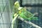 Green parrot in the cage . Budgie . Parakeets . Green wavy parrot sits in a cage . Rosy Faced Lovebird parrot in a cage . birds in