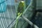 Green parrot in the cage . Budgie . Parakeets . Green wavy parrot sits in a cage . Rosy Faced Lovebird parrot in a cage . birds in