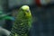 Green parrot in the cage . Budgie . Parakeets . Green wavy parrot sits in a cage . Rosy Faced Lovebird parrot in a cage . birds in