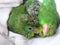 Green parrot chicks