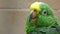 Green Parrot close up