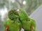 Green Parrot Couple 3