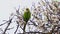 A green parrot eating cherry blossoms on the tree in spring
