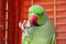 Green parrot eating peanut