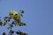 A green parrot eating ripe jujube on jujube tree