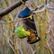 Green parrot eats on bird feeder in winter