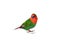 Green parrot finch with a red tail and head of a small exotic bird.