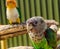 Green parrot with grey head sitting on branch feeding