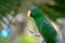 Green parrot hang on and stand on the branch in the forest  bokeh blur  background