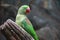 A green parrot have red beak is standing on the timber and looking something at right hand side of viewer.