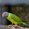 Green parrot holding on branch