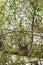 Green Parrot looking at the camera and perched on branch, Urban Wildlife, lush green foliage in backdrop