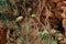 The green parrot monk or Kalita, or Myiopsitta monachus in the Park Guell, Barcelona, Spain.