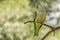 Green parrot, Monk parakeet, Myiopsitta monachus, Quaker parrot