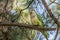 Green parrot, Monk parakeet, Myiopsitta monachus, Quaker parrot