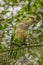 Green parrot, Monk parakeet, Myiopsitta monachus, Quaker parrot