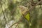 Green parrot, Monk parakeet, Myiopsitta monachus, Quaker parrot