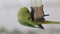 Green parrot parakeet eating from the garden grain feeder video footage